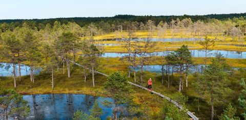 This Epic New Hiking Trail Connects National Forests In Estonia, Latvia & Lithuania