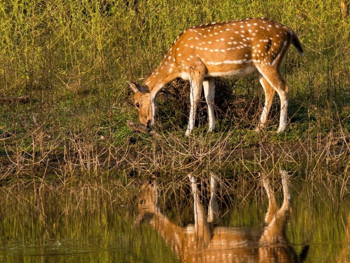 Say Hello To The Wild At These 7 Lesser-Known Wildlife Sanctuaries In