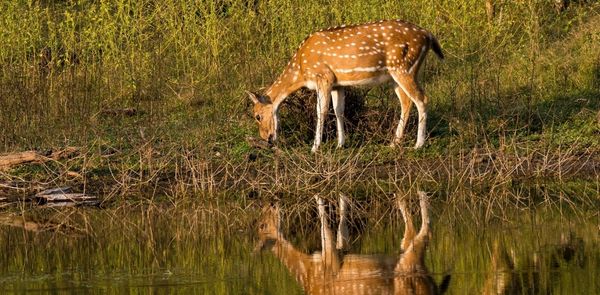Say Hello To The Wild At These 7 Lesser-Known Wildlife Sanctuaries In Maharashtra