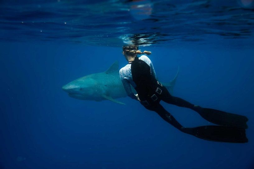 Sharks