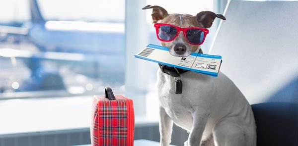 How To Travel With Your Pet In India (By Air, Rail) During The Pandemic