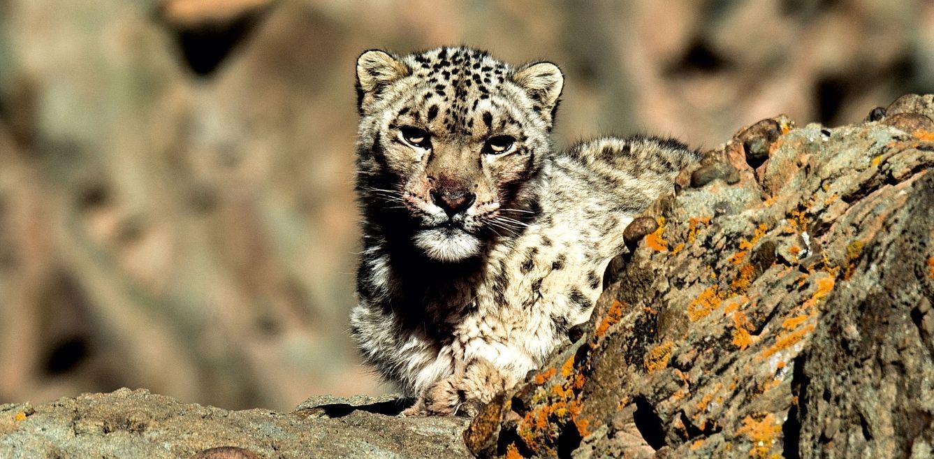 Climate change threatens Pakistan's elusive snow leopard
