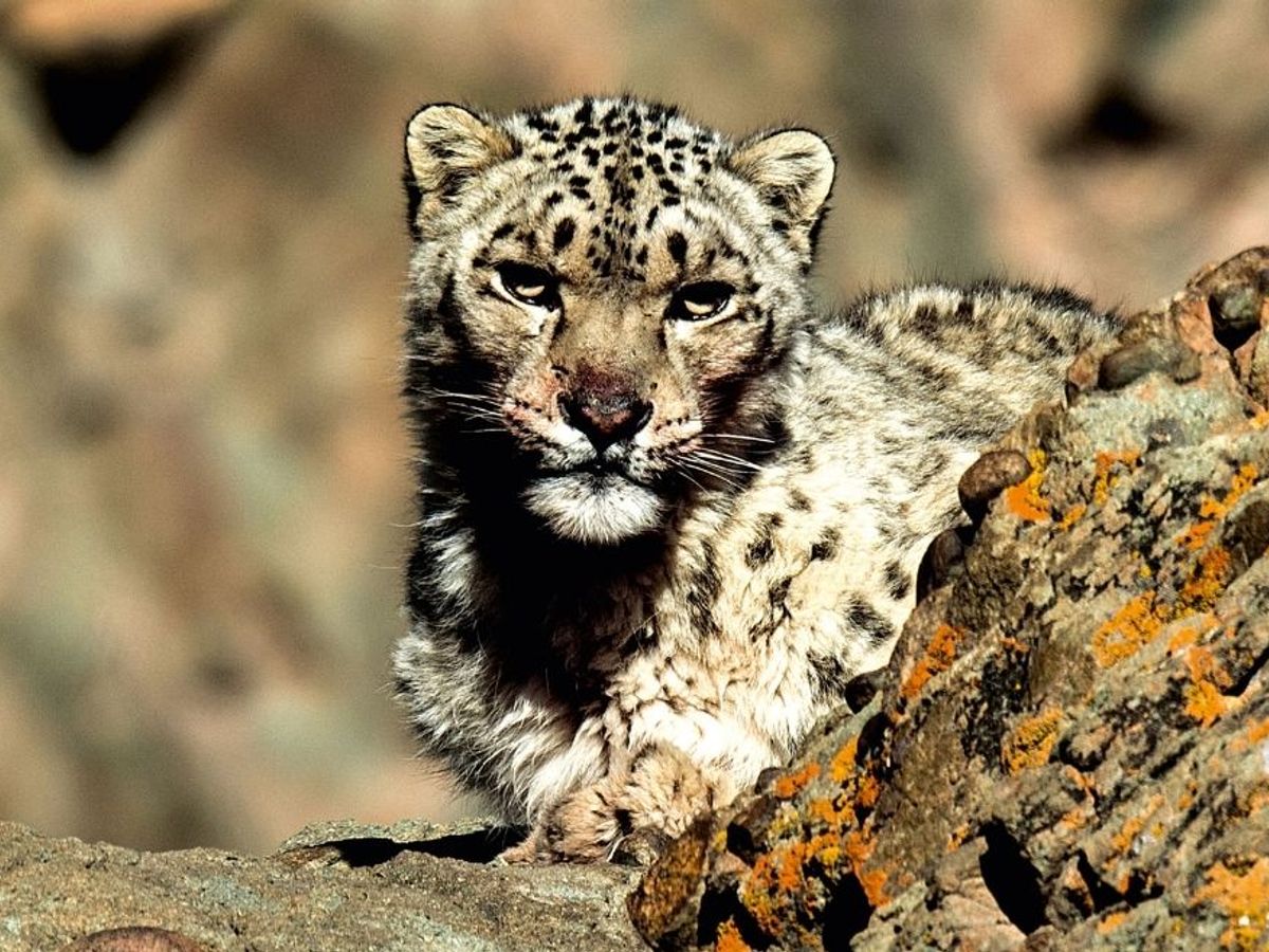 Through The Lens: Sighting The Elusive Snow Leopards Of Ladakh