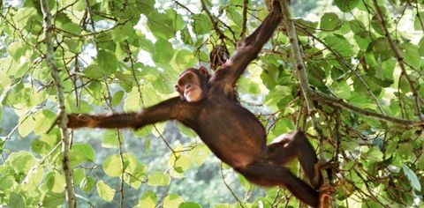 Take Cues From This Traveller And Plan A Chimp Safari In Uganda