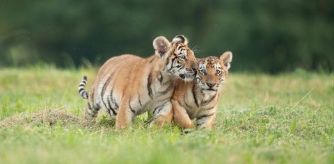 Bengal Tigers May Not Survive Climate Change - The New York Times