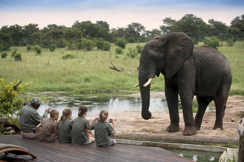 Safari For Kids