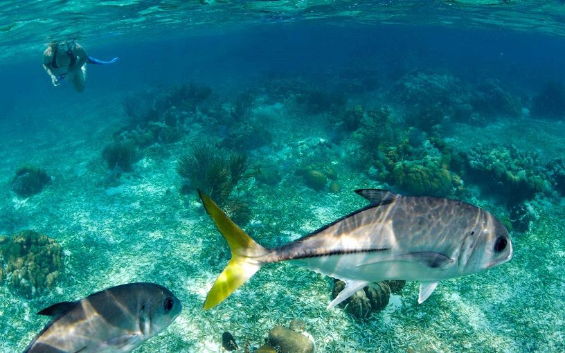 Snorkelling