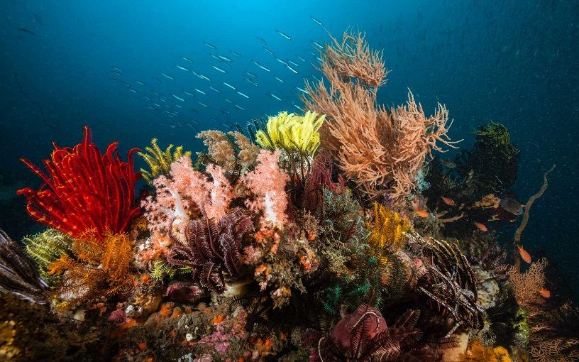 snorkelling