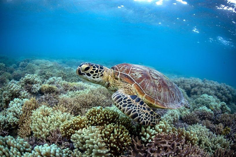 Snorkelling