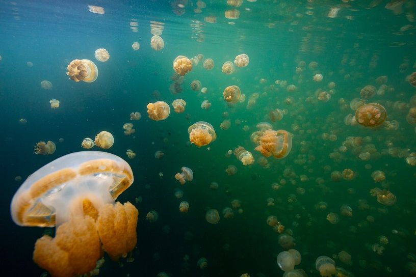 Snorkelling