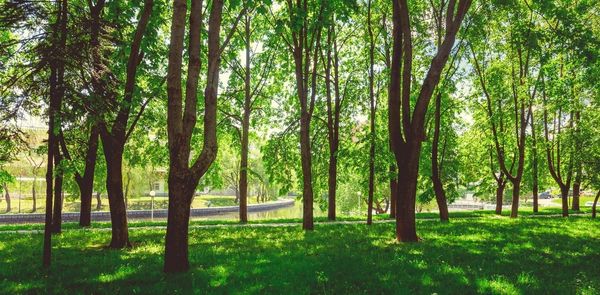 A 134-Acre Urban Forest Is Set To Come Up Near Vrindavan In Uttar Pradesh