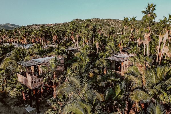 You Can Now Stay In A Tree House At A Cabo Hotel That Makes Its Own Mezcal