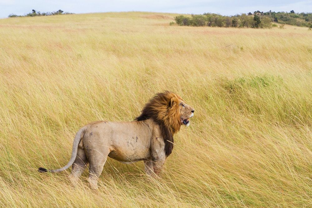 World Lion Day: A Look At What It Takes To Protect Africa's Lions