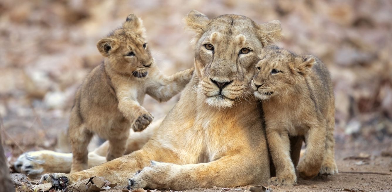 A Guide To Spotting Lions In Their Full Glory At The Gir National Park
