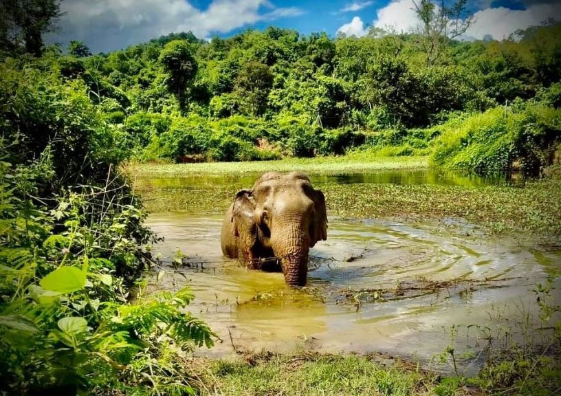 World Elephant Day