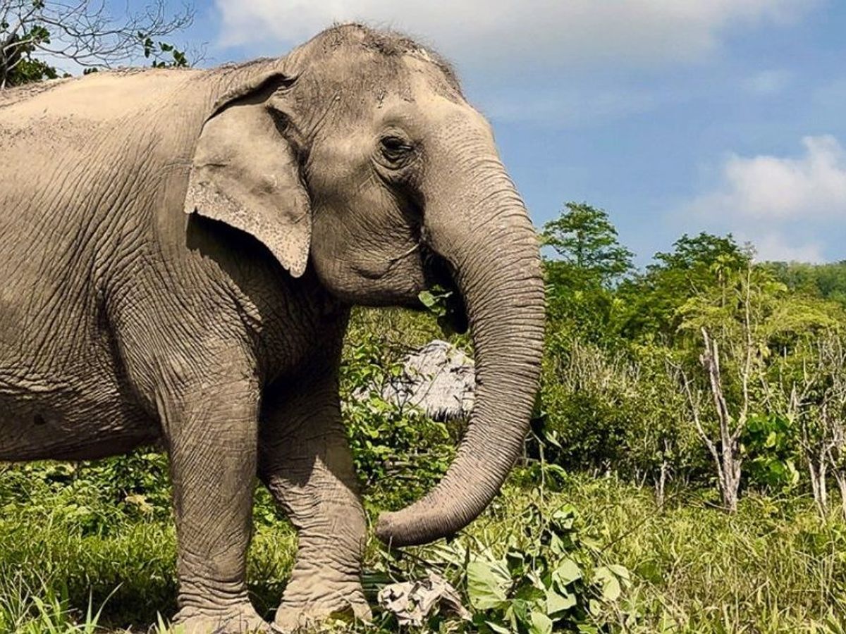 World Elephant Day: Ethical Elephant Sanctuaries In Asia