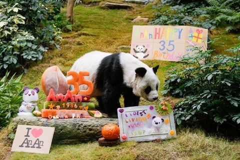 The Oldest Living Panda In Human Care Just Had The Most Adorable Birthday Party