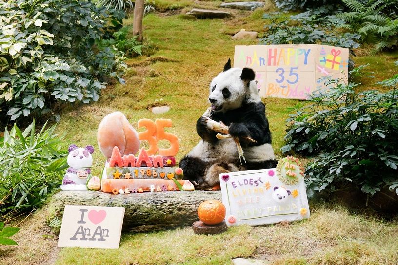 The Oldest Living Panda In Human Care Had An Adorable Birthday Party!