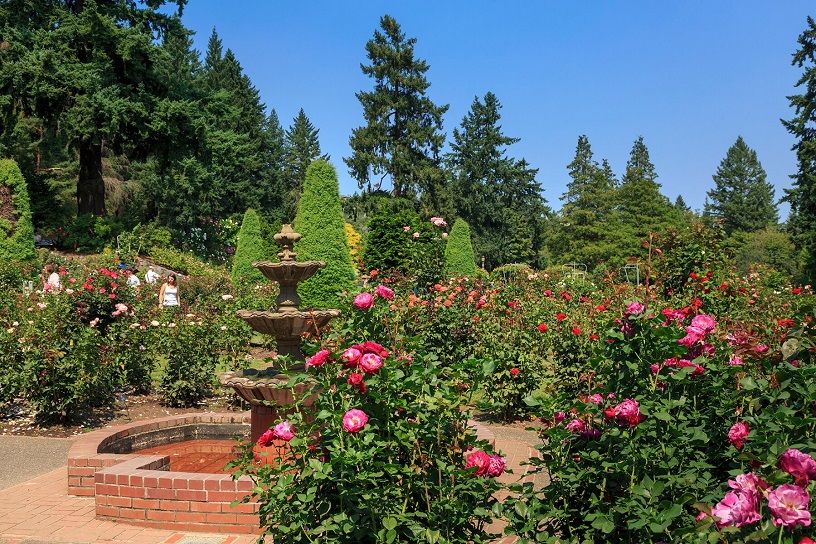 International Rose Test Garden