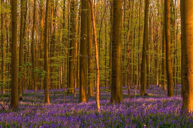 Beautiful Forests