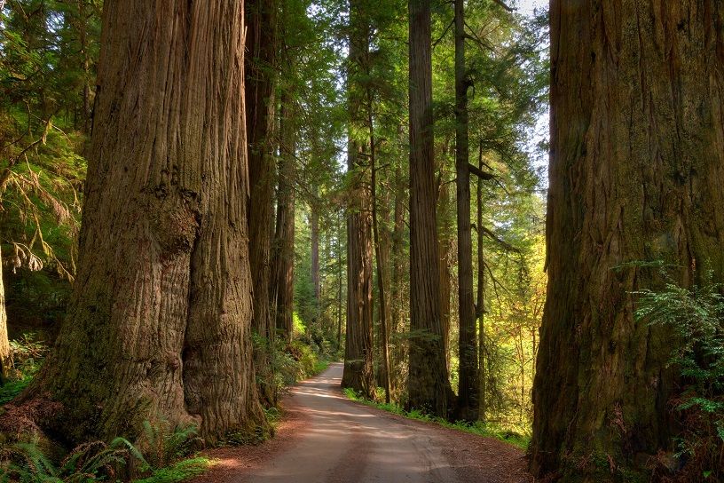 Redwood National and State Parks, United States