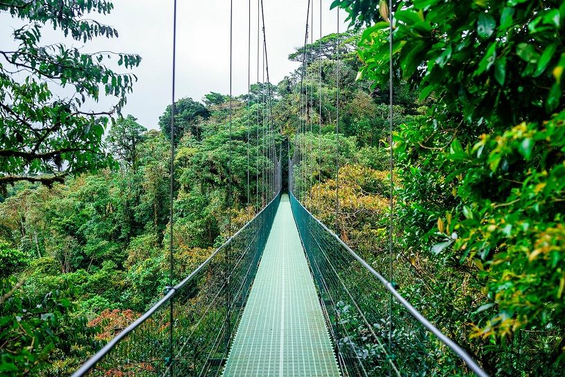 Beautiful Forests