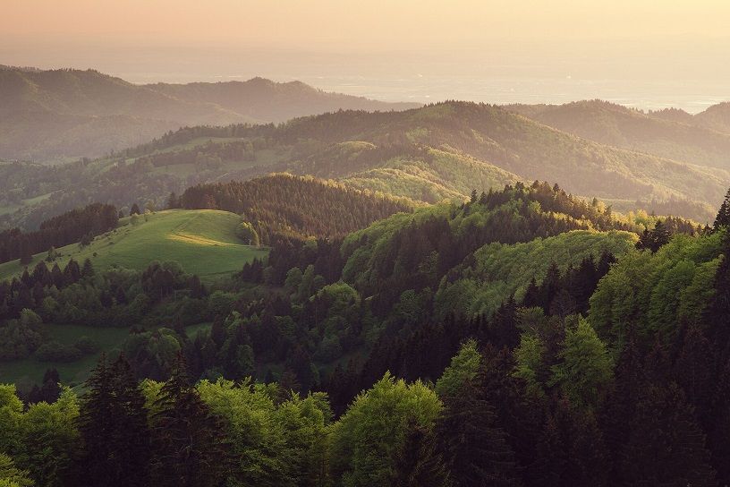 Beautiful Forests