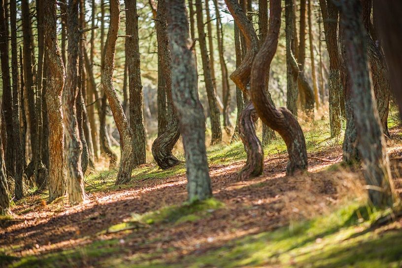 Beautiful Forests