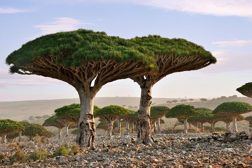 Yemen