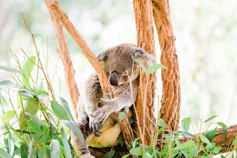 Best Time To Visit Australia