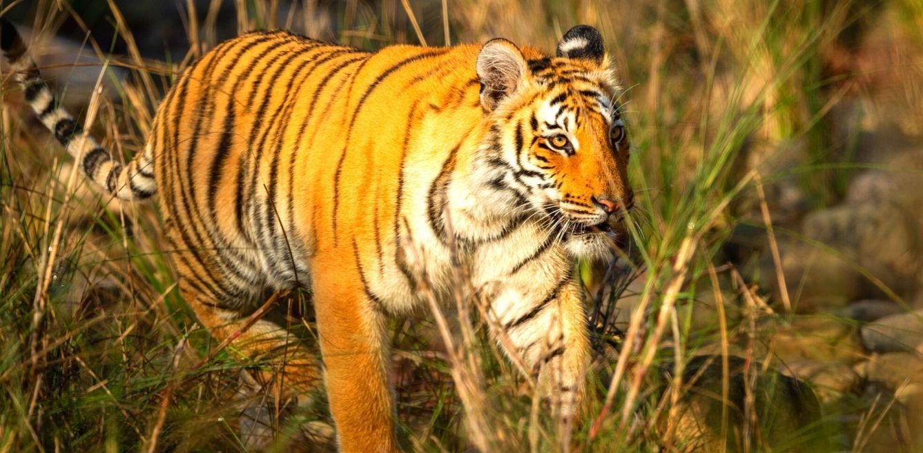 14 Tiger Reserves In India Receive Approval Under The CA|TS