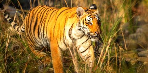 #SomeGoodNews: 14 Tiger Reserves In India Receive Approval Under The CA|TS