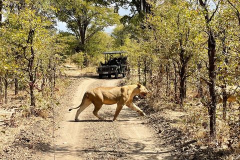 I Went On A Zambian Safari During COVID-19 — Here's What It Was Like