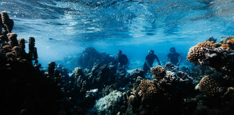 Coral Gardeners Are Saving Your Favorite Destinations; Here's How!
