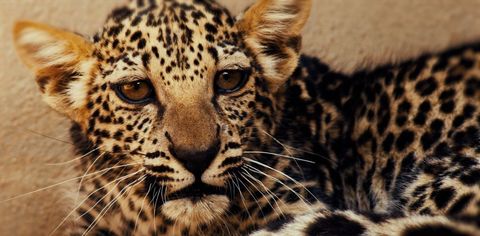 Birth Of Rare Arabian Leopard Cub In AlUla Revives Hope For The Critically Endangered Species