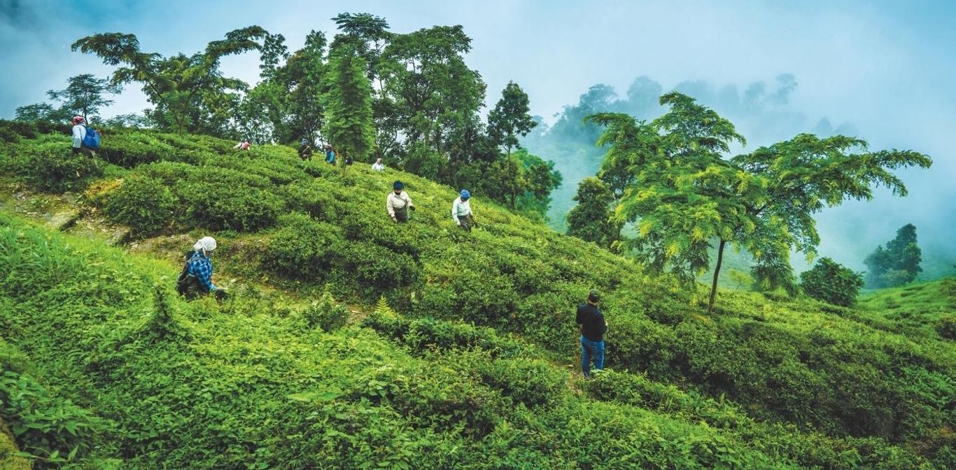 We Visited Makaibari Tea Estate To Sample India's Most Expensive Tea