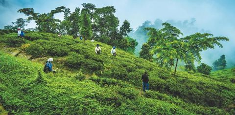 We Visited The Makaibari Tea Estate To Sample India's Most Expensive Tea