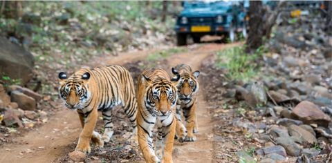 Why India Should Be Your Next Safari Destination