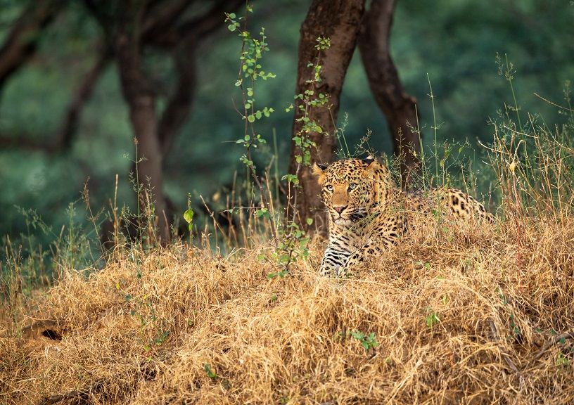 Safari