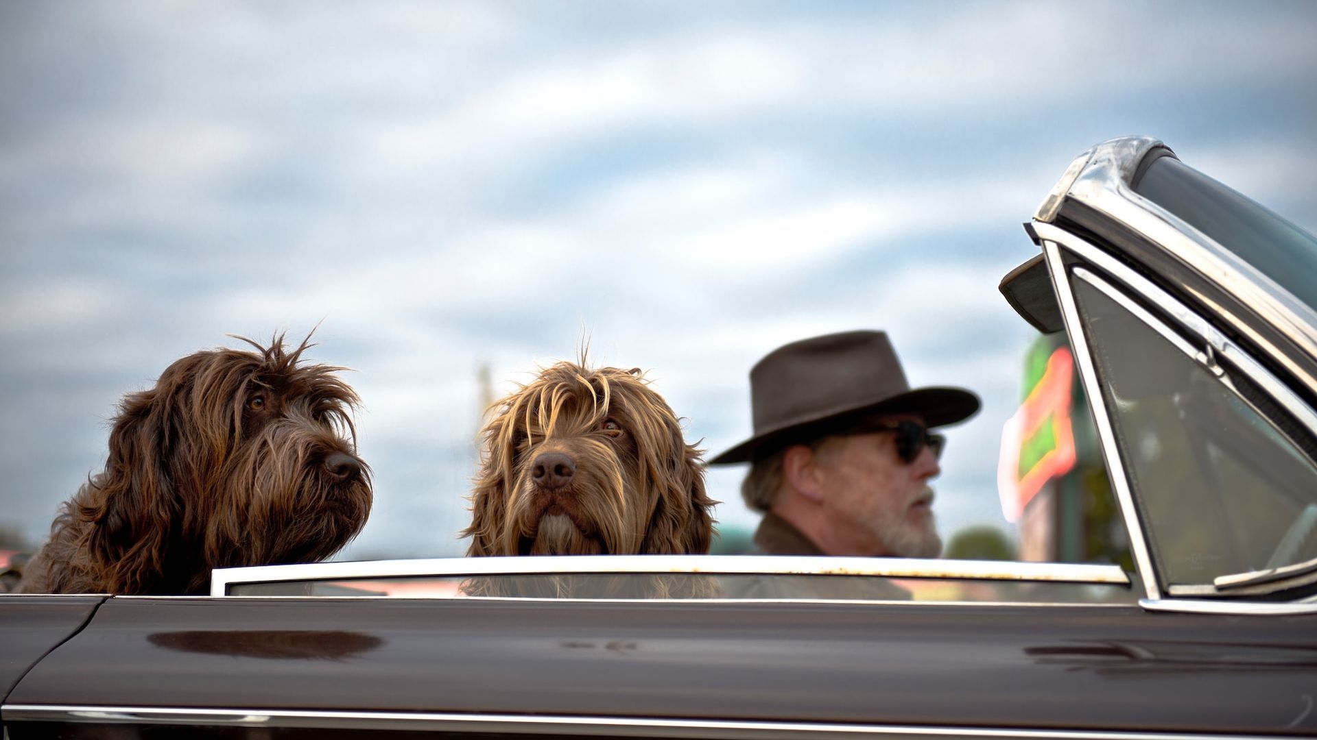 do dogs understand car rides