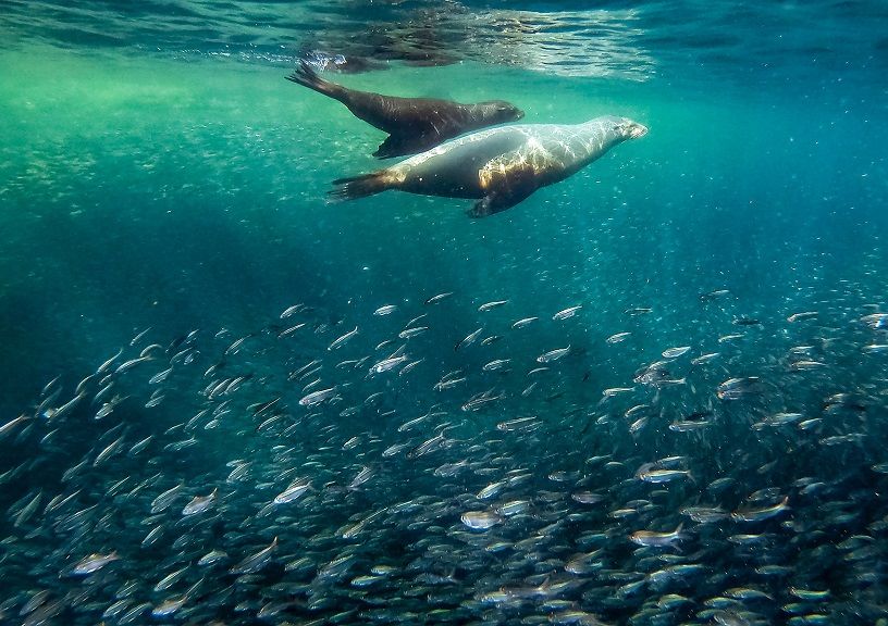 Baja California Odyssey Adventure Cruises