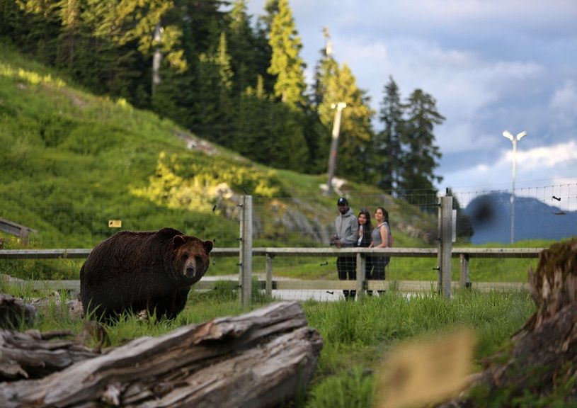 Grouse Mountain