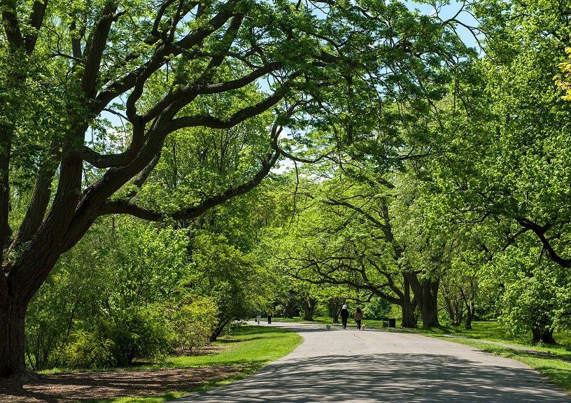 Arnold Arboretum