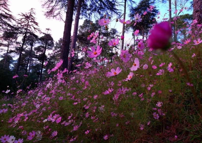 cosmos flowers