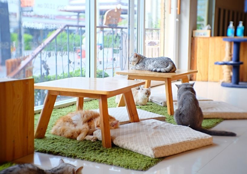 new year with pets