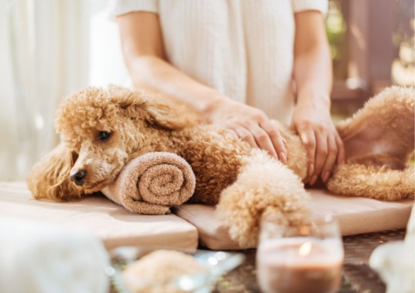 new year with pets