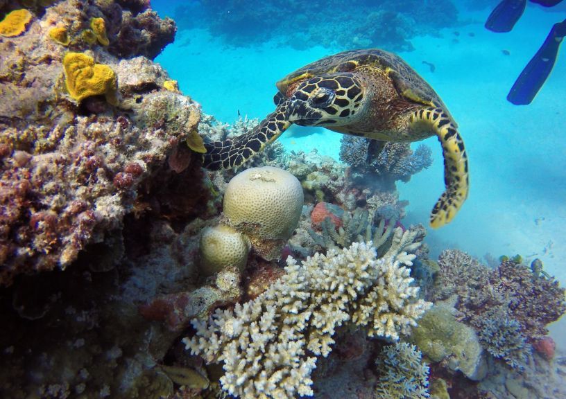 Eco-tourism destination: Great Barrier Reef