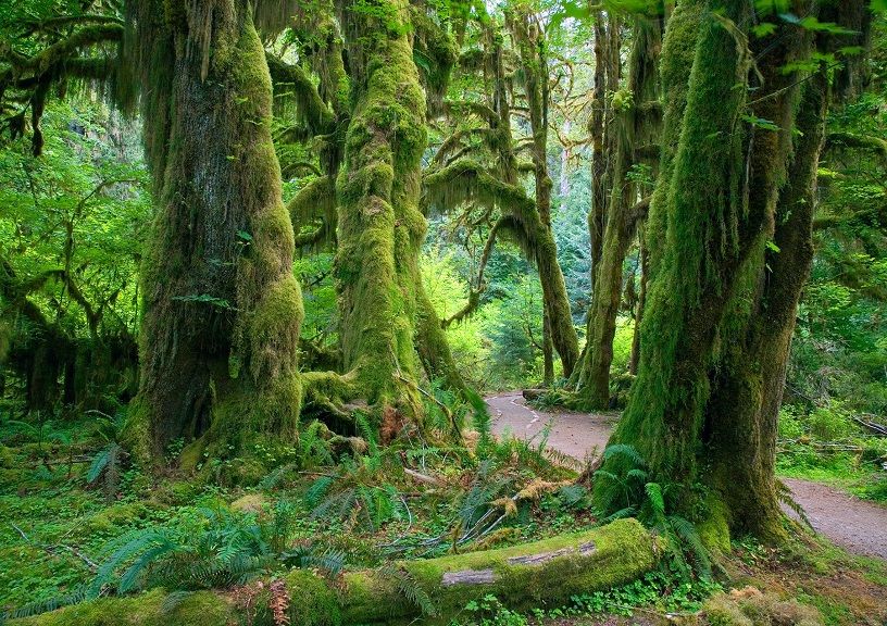 Greenest places on earth
