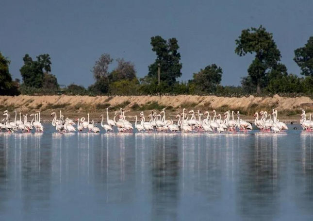 Best Wildlife Destination - Gujarat