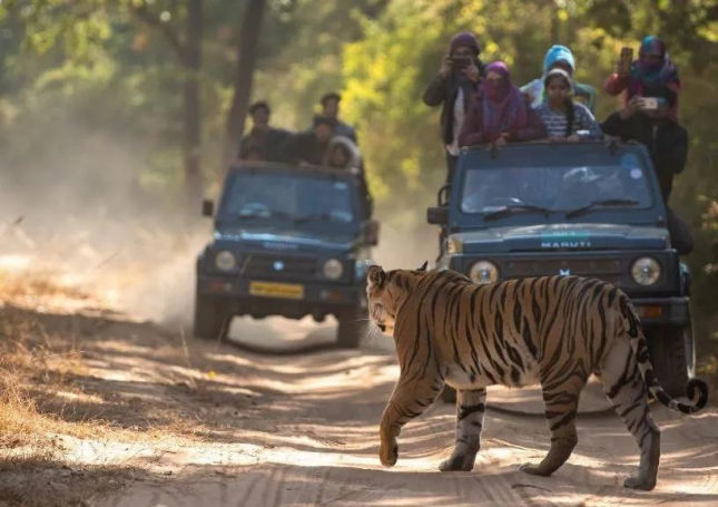 Best Wildlife Destination - Madhya Pradesh